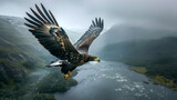 Fototapeta  - Golden eagle soaring majestically in the rain, huge wingspan of a raptor flying over a body of water, overcast nature