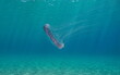 Jellyfish underwater in the sea (Aequorea forskalea), natural scene, Mediterranean sea, Spain