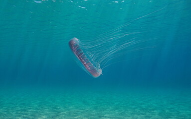 Wall Mural - Jellyfish underwater in the sea (Aequorea forskalea), natural scene, Mediterranean sea, Spain