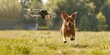 Drone quadcopter chasing dog through field