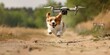 Drone quadcopter chasing dog through field