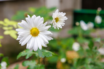 Two white flowers are in a garden