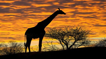 Poster -  a silhouette of a giraffe in front of a sunset with clouds in the sky and trees in the foreground.