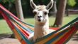 A Llama In A Hammock Relaxing