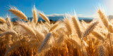 Fototapeta Kosmos - Soft waves of wheat field, swinging under the morning breeze, like silk strands on the earth's s