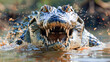 A crocodile in water with rugged texture of its skin, sharp gleam of its teeth and an intense gaze staring directly into the camera