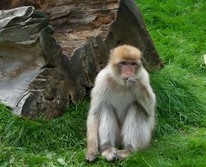 Poster - Monkey sitting in grass near a wooden tree