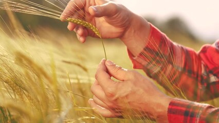 Sticker - agriculture ears of wheat. close-up farmer hands hold spikelets of wheat in agricultural field. agriculture a business concept. farmer hands examining ears of wheat farm harvest close-up