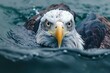 Bald eagle floating calmly on water surface - An eagle serenely floats on the water, illustrating tranquility amidst survival instincts