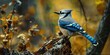 Bluebird - song bird with musical notes singing