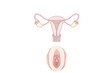 Blank Internal and External Female reproductive system Diagram unlabeled transparent PNG