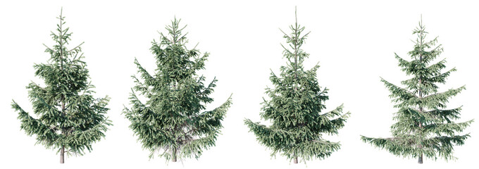 Poster - set of spruce green tree isolated on transparent background 3d png