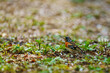 brambling foraging in the grass under the trees in early spring