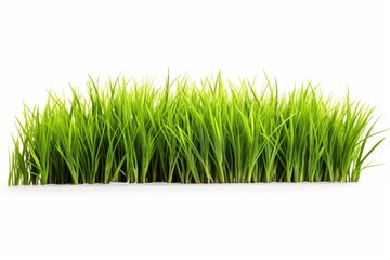 Wall Mural - Fresh juicy grass isolated on white background