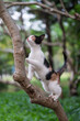 Kitten climbing a tree in the park