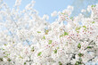 © Sopear - branch of blooming cherry blossom flower with copy space. closeup of cherry blossom flower on blue sky background