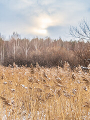 Wall Mural - Winter landscape across fields with frosty grass and bog frozen over with trees on horizon