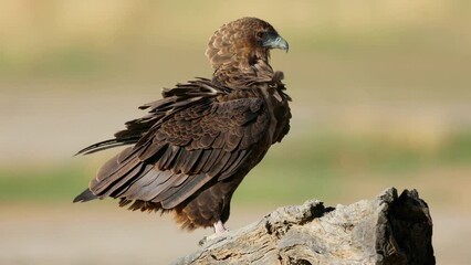 Wall Mural - A young bateleur eagle (Terathopius ecaudatus) perched on a branch, Kalahari desert, South Africa