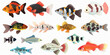 A collection of fish with different colors and patterns. Some are small and some are large. The fish are arranged in a grid, with each one occupying a different space. Concept of variety and diversity