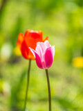 Fototapeta Tulipany - Colorful red tulips blossom in spring garden