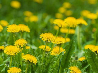 Wall Mural - Field of yellow dandelions. Taraxacum officinale, the common dandelion