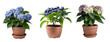blueberry plant pots isolated on transparent background