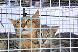 Fototapeta Koty - feral cats trapping