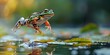 Frog Leaping Across Lily Pads in Vibrant Wetland Ecosystem