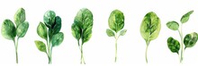 Set of watercolor spinach leaves on white background 