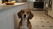 Cute hungry dog waiting for food at table with empty plate in kitchen.generative.ai