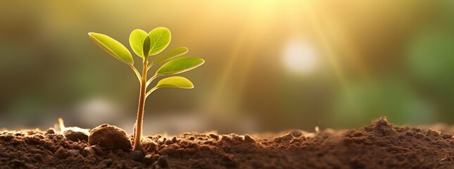 Sunlight Illuminating Soil with Growing Green Sprout