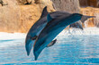 Zwei Delfine springen synchron während einer Vorführung