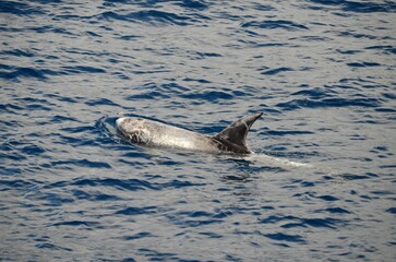 Poster - Wild delphins near Tenerife swimming