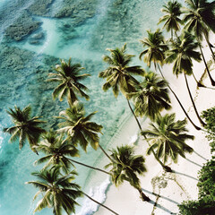 Wall Mural - A stunning aerial view of a tropical beach with palm trees