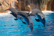Drei Delfine springen während einer Vorführung über ein Seil