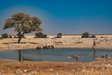 Fototapeta Zwierzęta - watered with a herd of antelopes and wildebeests africa namibia