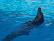 Ein Delfin schwimmt in der Rückenlage und hält den Kopf aus dem Wasser