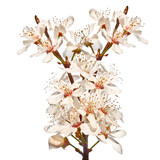 Fototapeta Tulipany - Blooming cherry twigs isolated on white background