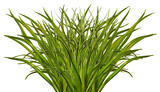 Fototapeta Panele - Green grass isolated on white