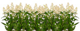 Fototapeta Maki - Blooming privet twigs in row isolated on white background