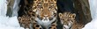Amur leopard with his new born cubs hiding on cold snowy den in wild banner design