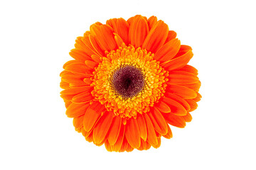 Wall Mural - Yellow orange  gerbera flower isolated on white background