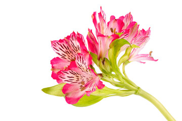 Canvas Print - Alstroemeria flower isolated on white background