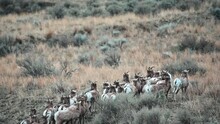 Grazing Serenity: Bighorn Sheep in BC's Grasslands
