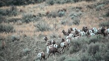 Among the Grass: Bighorn Sheep's Tranquil Afternoon