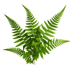 Wall Mural - Green leaves of fern isolated on white