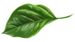 Green Leaf on Transparent Background PNG