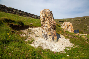 Wall Mural - A fossilized tree trunk from the UNESCO Geopark 