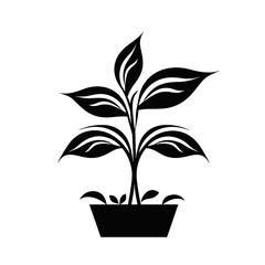 Plant Silhouette 