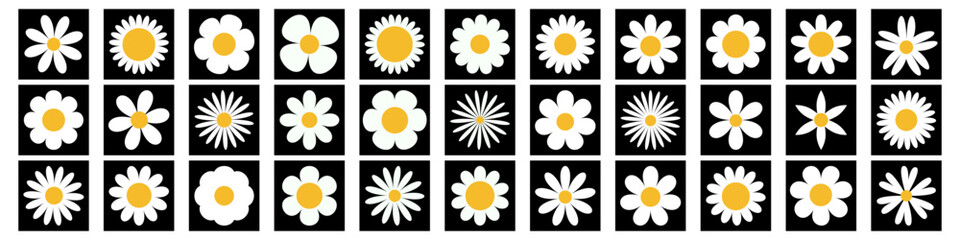 Wall Mural - Daisy chamomile super big set. White camomile square icon. 33 sign symbol shape. Growing concept. Cute round flower plant collection. Love card. . Flat design. Isolated. Black background. Vector